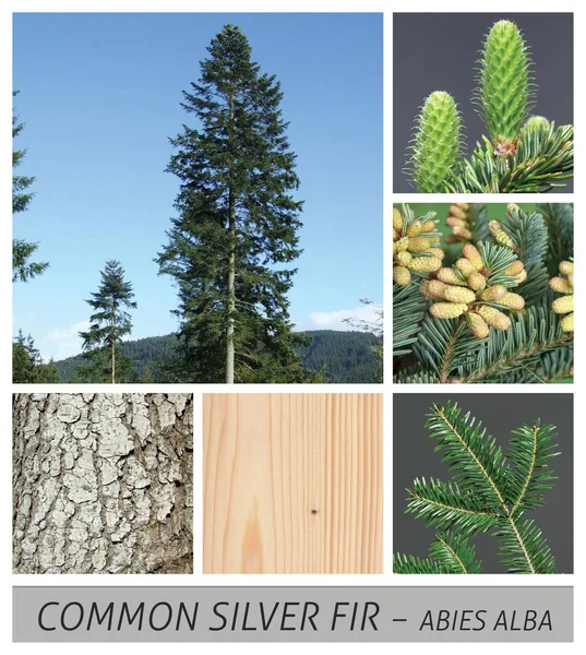 Fir, Common Silver Fir, European Silver Fir, tree, needle, conifer, abies alba, evergreen, collage — Stock Photo, Image