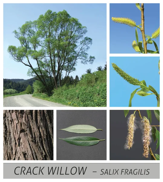 Wierzba, pastwisko, Salix, crack Willow, kruche Willow — Zdjęcie stockowe