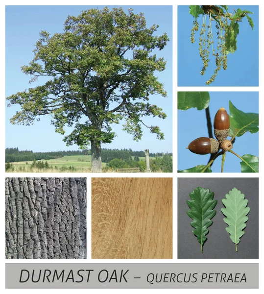 Oak, Durmast Oak, Sessile Oak, Cornish Oak, quercus, petraea, german oak, acorn — Stock Photo, Image