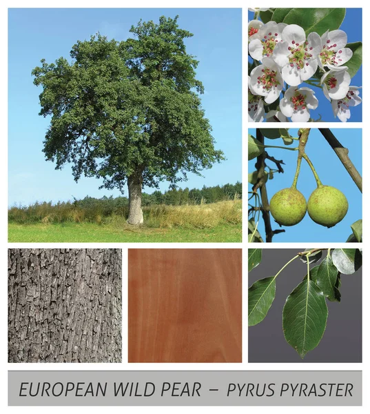 Europejska dzika gruszka, Pyrus gruszki, pyraster, owoc, słodki, kwiat, — Zdjęcie stockowe