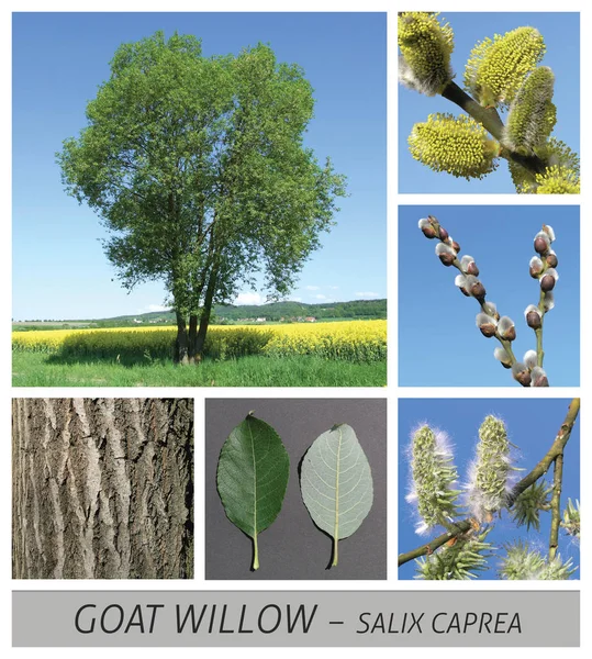 Goat Willow, Pussy Willow, sälg, vide, Salix, caprea, Palm katt unge — Stockfoto