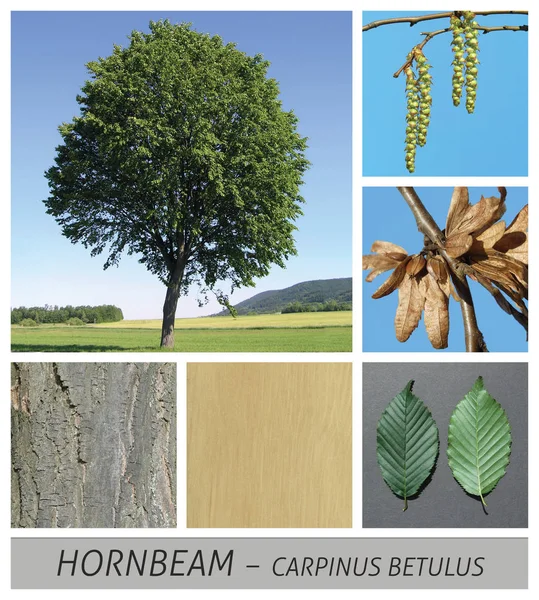 Beech, white beech, hornbeam, beech, carpinus, betulus, seeds — Stock Photo, Image