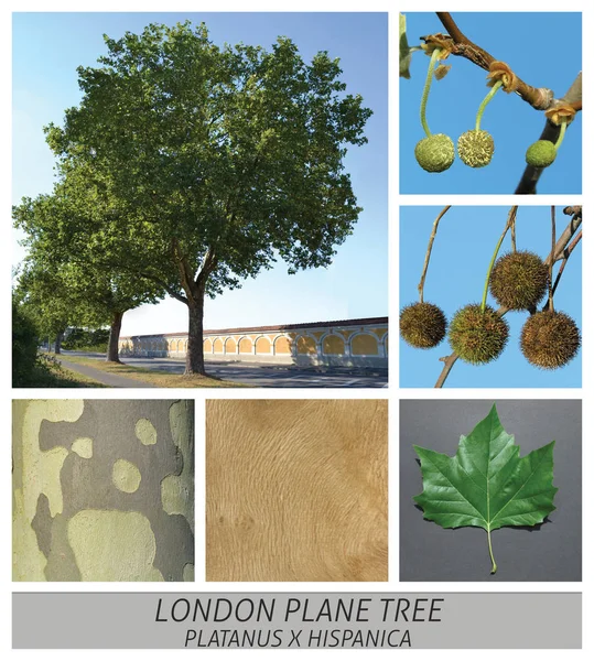 Plano, arce, platanus, hispanica, London Plane Tree, London Plane, Hybrid Plane — Foto de Stock