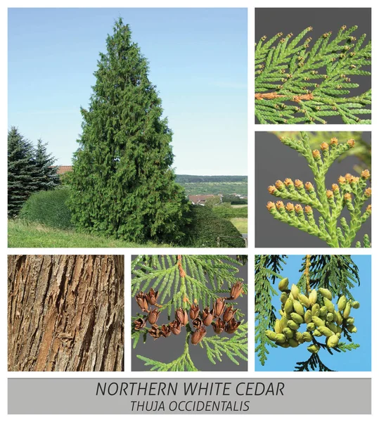 Northern White Cedar, occidental, thuja, occidentalis, conifer — Stock Photo, Image