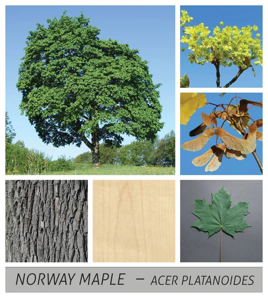 Norway Maple, maple, acer, platanoides, fruits, bark, tree — Stock Photo, Image