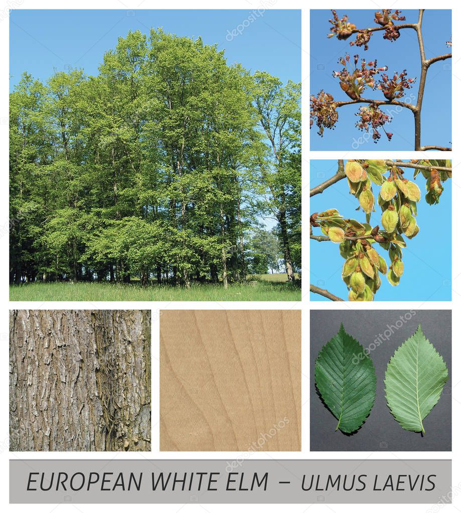 elm, ulmus glabra, European White Elm, Fluttering Elm, Spreading Elm, Stately Elm, Russian Elm