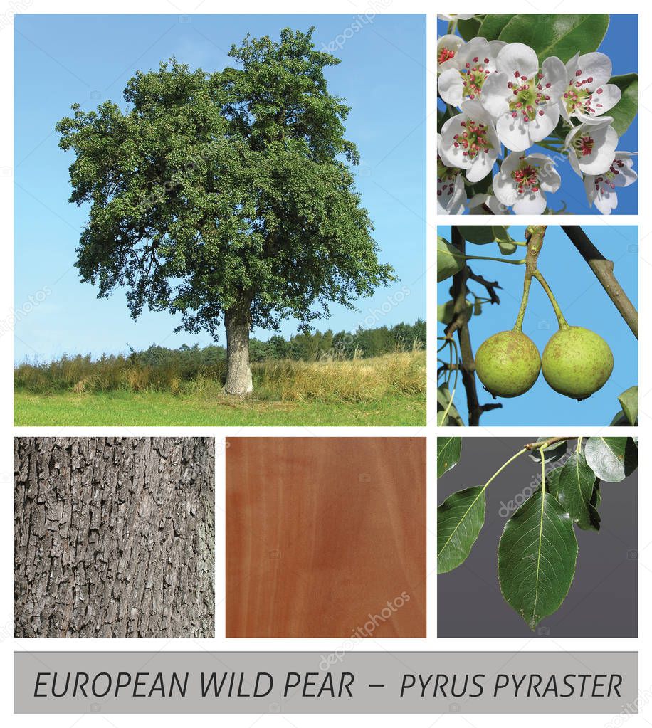 European Wild Pear, pear pyrus, pyraster, fruit, sweet, blossom,