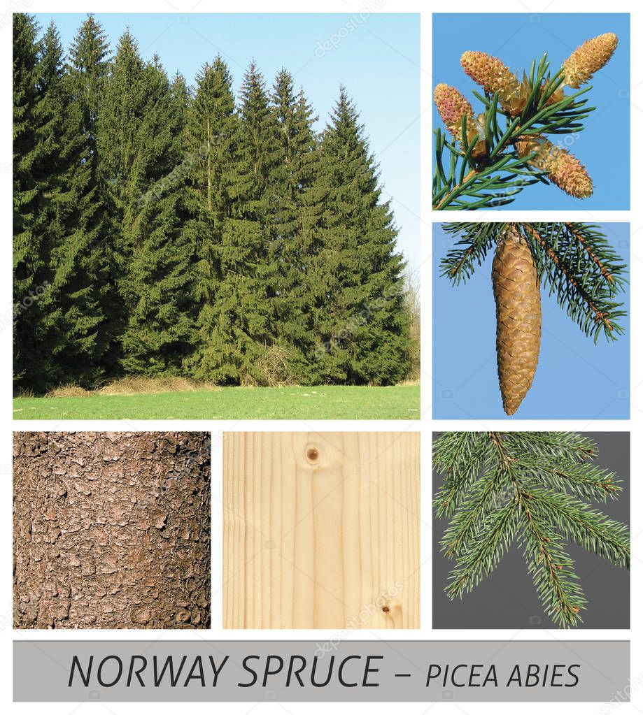 spruce, red spruce, Norway Spruce, European Spruce, picea, abies, forest