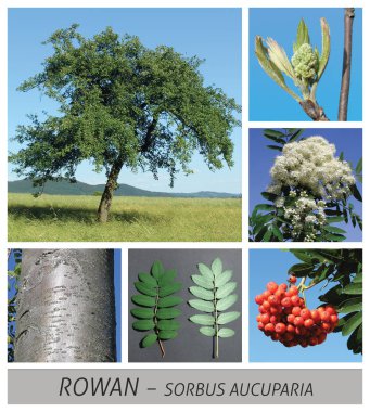 rowan, rowanberry, sorbus, aucuparia, Rowan, Mountain Ash, tree, broadleaf clipart