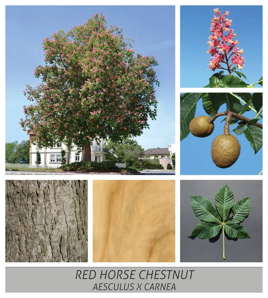 Rode kastanje, rood-bellied, kastanje, Aesculus, carnea, rood, roze — Stockfoto