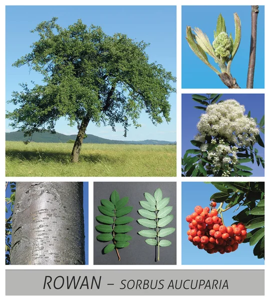Rowan, rowanberry, sorbus, aucuparia, Rowan, Mountain Ash, tree, broadleaf — Stock Photo, Image