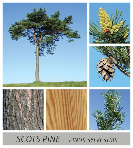 Tall, vanliga, Scots Pine, Pinus, sylvestris, barr träd, koner, trä, bark — Stockfoto