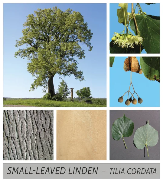 Kislevelű hárs, Littleleaf Linden, kis levelű mész, hárs, hársvirág, tea — Stock Fotó