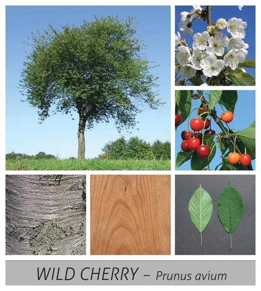 Cherry, cherry tree, blossom, Wild Cherry, Gean, springtime, spring — Stock Photo, Image