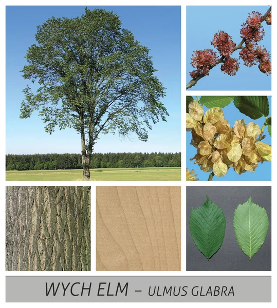 Wych Elm, Scotch Elm, Scots Elm, ulmus glabra, flowers, fruits, green — Stock Photo, Image
