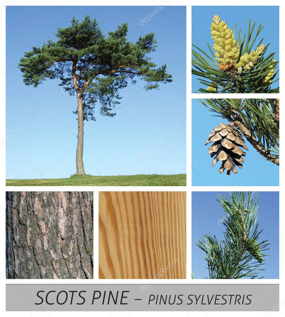 pine, common, Scots Pine, pinus, sylvestris, conifer, cones, wood, bark