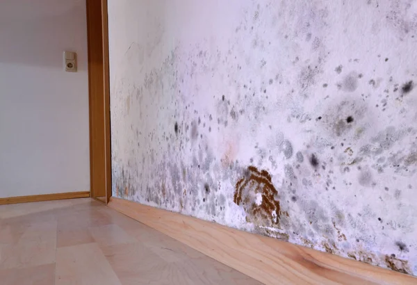 Küf, duvar, kahverengi mahzen süngeri, hasar