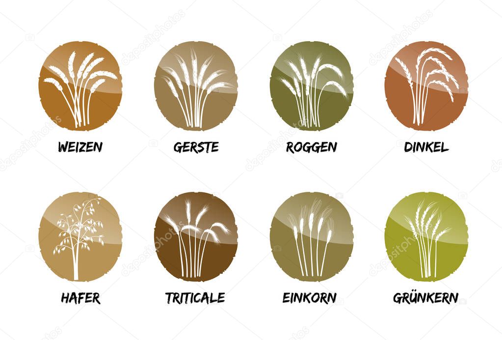 cereals wheat barley rye spelled oat greens