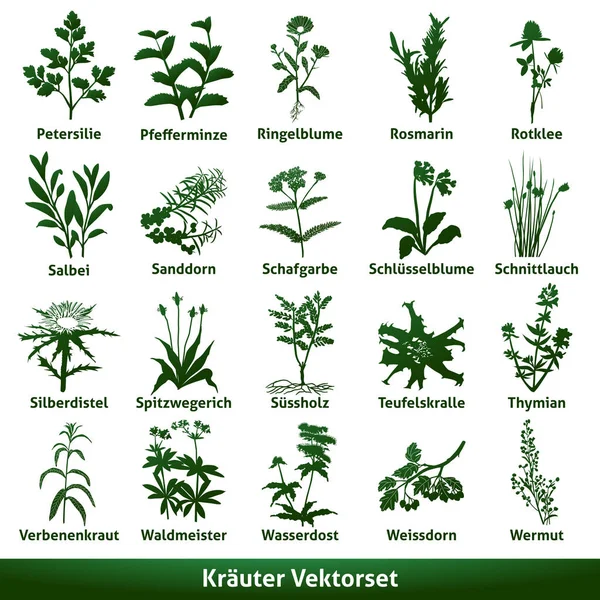 bitkisel tıbbi vektör seti ekinezya gentian sweetwood