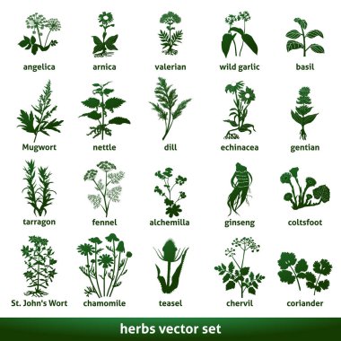bitkisel tıbbi vektör seti ekinezya gentian johns wort