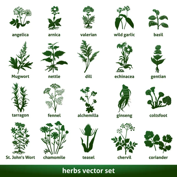 Hierba medicinal vector set echinacea gentian johns mosto — Vector de stock