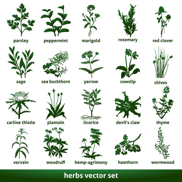 bitkisel tıbbi vektör seti ekinezya gentian sweetwood