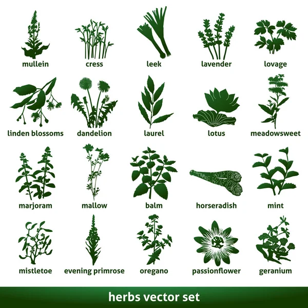 mullein lavanta ökseotu akşam çuha çiçeği tutku çiçek sardunya lotus