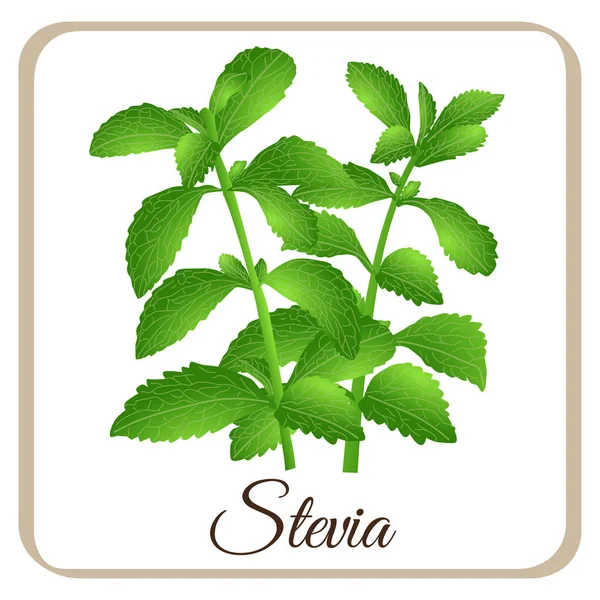 Stevia vector planta adoçante de açúcar doce à base de plantas — Vetor de Stock