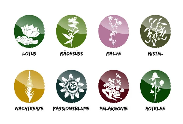 Herbal medicinal vector set natural garden beet refine Royalty Free Stock Illustrations