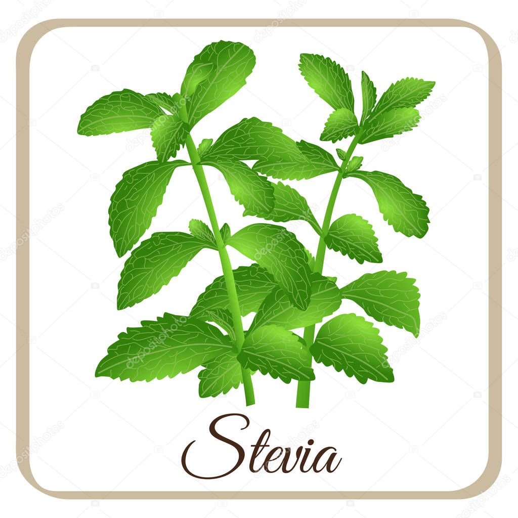 stevia vector herbal sweet sugar sweetener plant