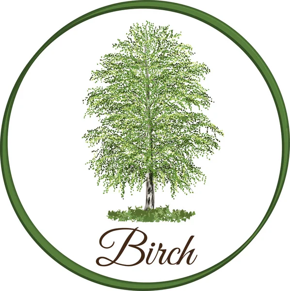 tek yapraklarla çizilmiş vektör olarak huş ağacı