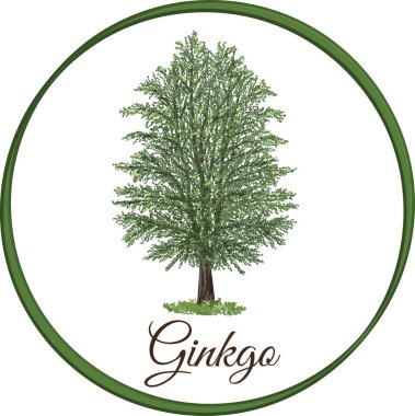 tek yapraklarla çizilmiş vektör olarak ginkgo ağacı