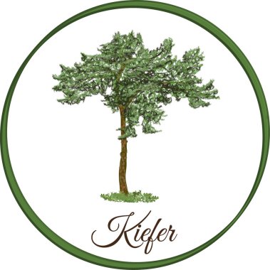 vektör olarak çam ağacı çizilmiş kozalaklı dökmeyen