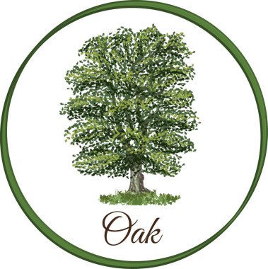 Tek yapraklarla çizilmiş vektör olarak meşe ağacı