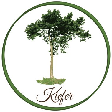vektör olarak çam ağacı çizilmiş kozalaklı dökmeyen