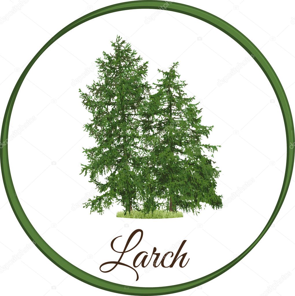 larch tree as vector drawn conifer evergreen