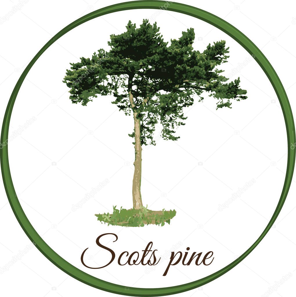 Scots pine tree as vector drawn conifer evergreen