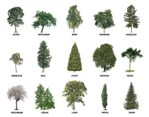 Träd form utseende disposition lönn äpple Björk vektor — Stock vektor