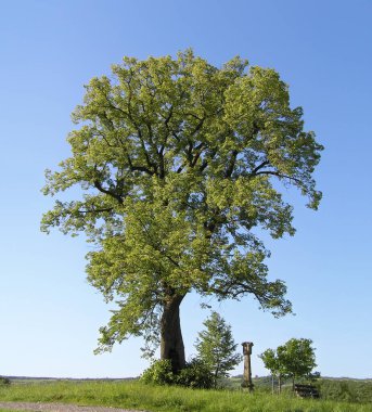 Küçük yapraklı Linden kireç ağacı yazın yaprakları