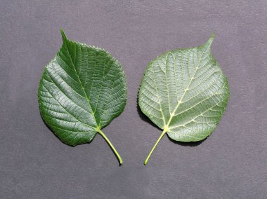 Yazın yapraklı ıhlamur ağacı yaprakları