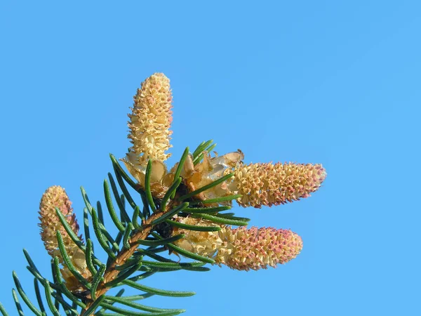 Gran Norge europeiskt träd picea abies skog — Stockfoto