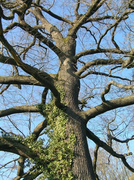 oak Durmast Oak tree german oak acorn