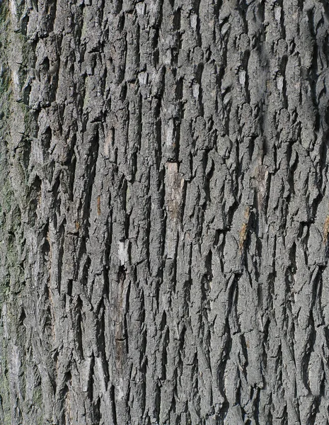 Noruega Maple acer partes de árvore frutas casca árvore — Fotografia de Stock