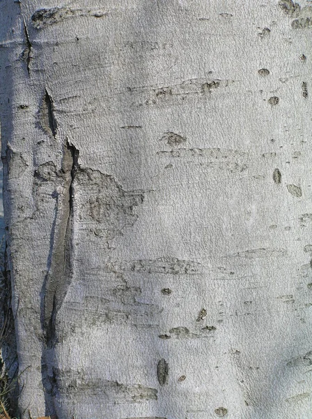 Arbre européen hêtre rouge feuillage feuillu commun — Photo