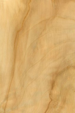 Avrupa 'daki yaygın at kestanesi ağacı yaprakları