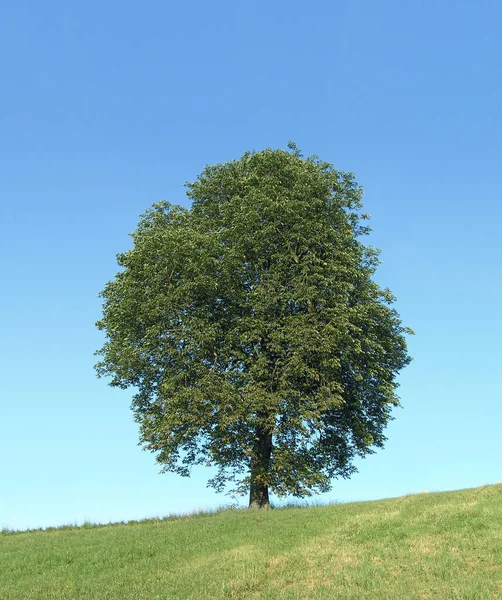 Gemeiner Rosskastanienbaum europäisches kontinentales Laub — Stockfoto