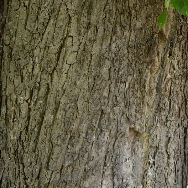 Gemeiner Roter Kastanienbaum europäisches kontinentales Laub — Stockfoto