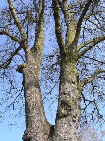 Φυλλοβόλο φύλλωμα φλοιού δέντρων από καρπούς σφενδάμνου — Φωτογραφία Αρχείου