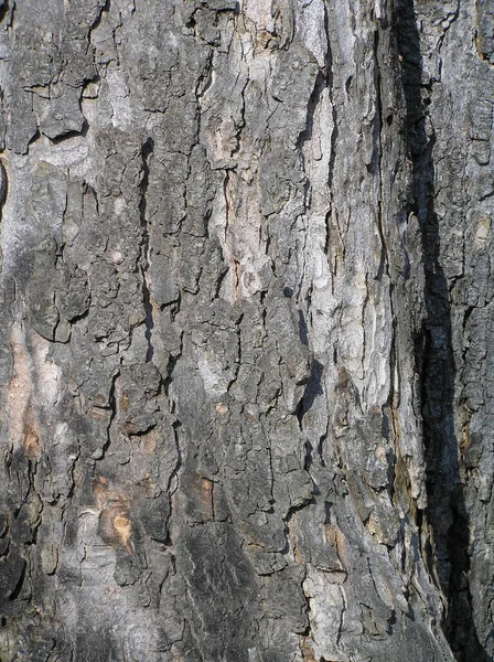 Acero frutti corteccia legno latifoglie decidue — Foto Stock