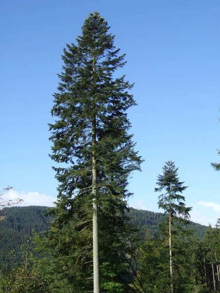 White fir tree needle conifer evergreen collage — Stock Photo, Image